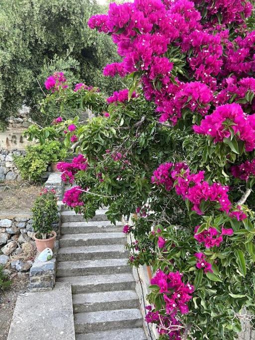 Villa Kamari-Cretan Style Apartment Kricá Kültér fotó